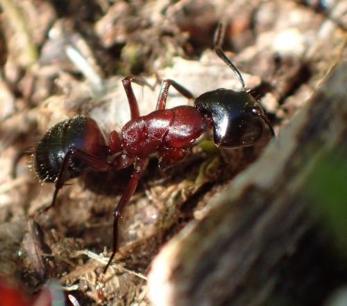Réf. 229 658 : Camponotus ligniperda